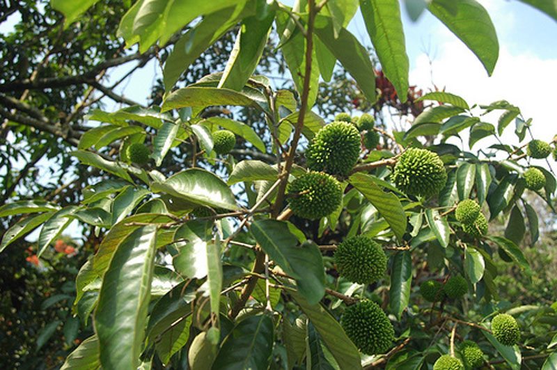 pulasan